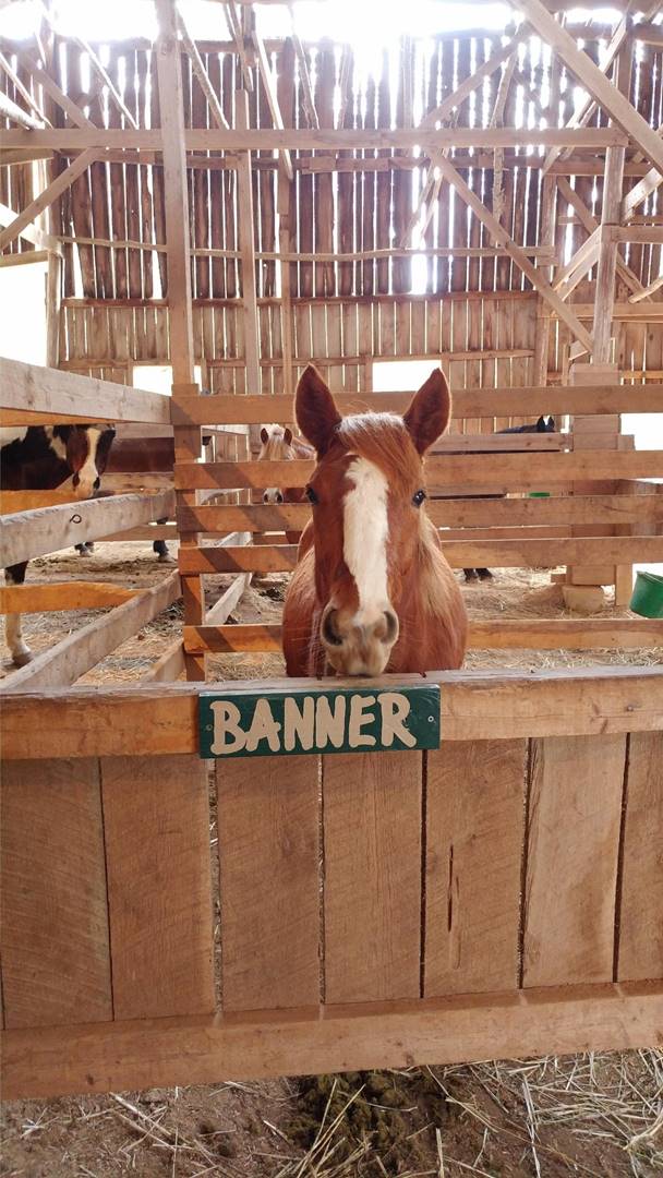 A horse sticking its head out of a wooden fence

Description automatically generated with low confidence