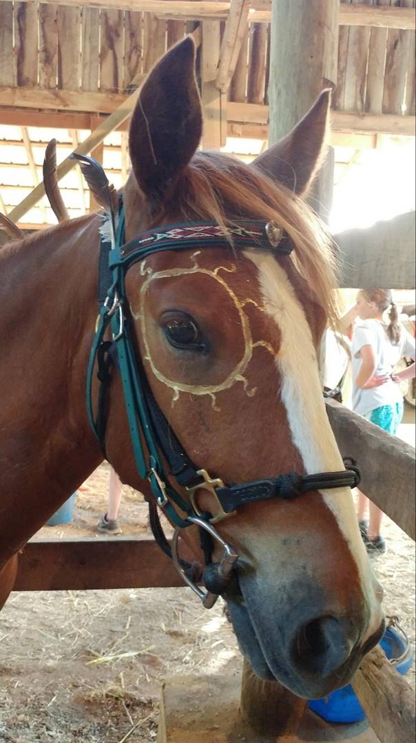 A picture containing horse, outdoor, brown, mammal

Description automatically generated